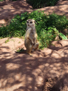 Erdmännchen auf Wache Erdmännchen sind sehr wachsam und verteidigen die Grüppe vor Feinden